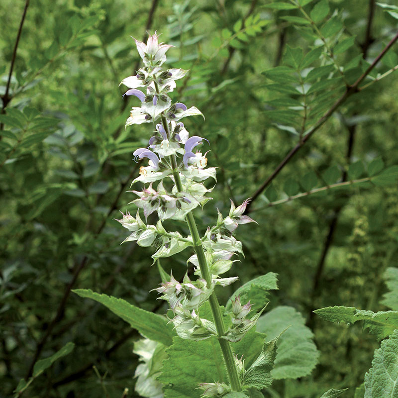 Annexe Sauge-sclarée.jpg