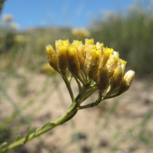 Annexe Hélichryse.jpg