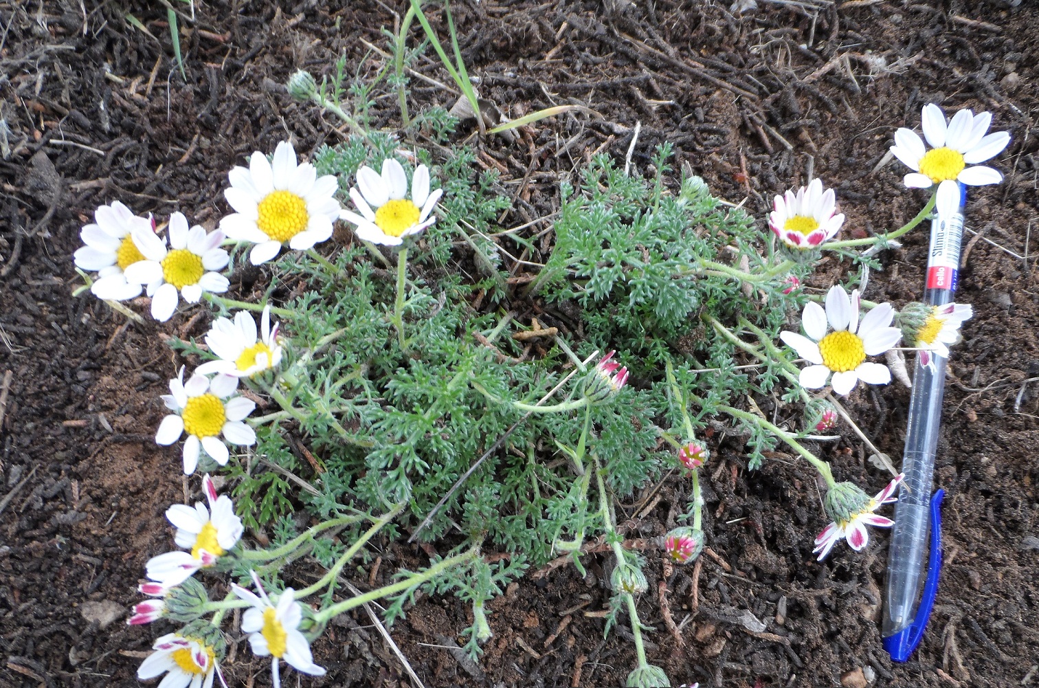 Annexe Pyrèthre dAfrique ou Anacyclus pyrethrum.jpg