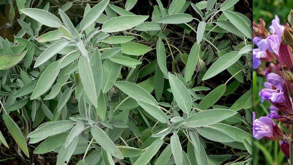 Annexe ee0e40f5fe_68888_album-plantearomatique4.jpg