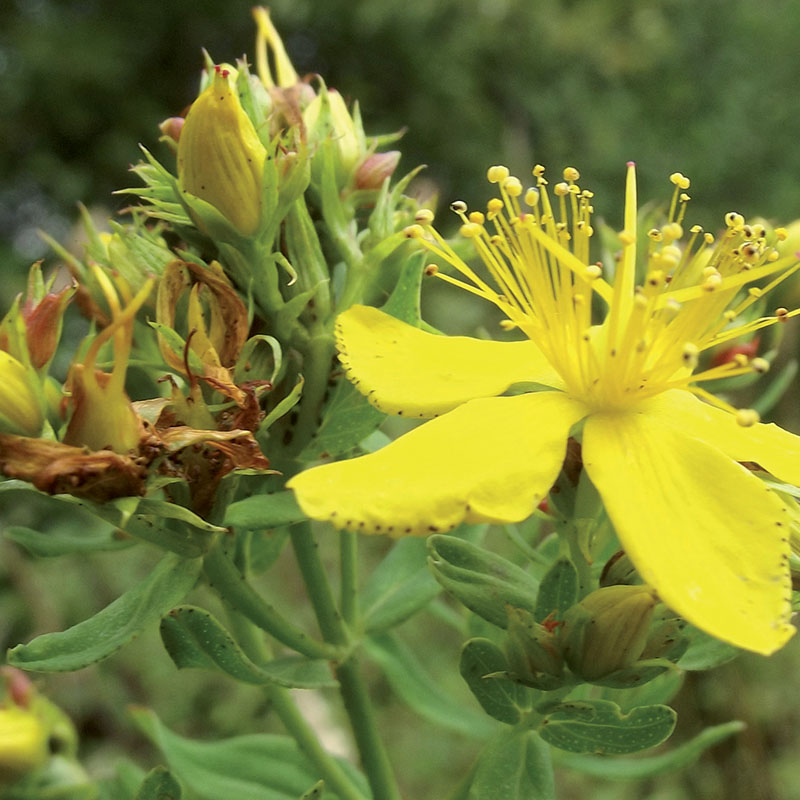 Annexe Millepertuis.jpg