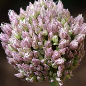 Annexe img 000242167CRS.jpg