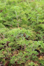 Annexe FeuilleGeranium.png