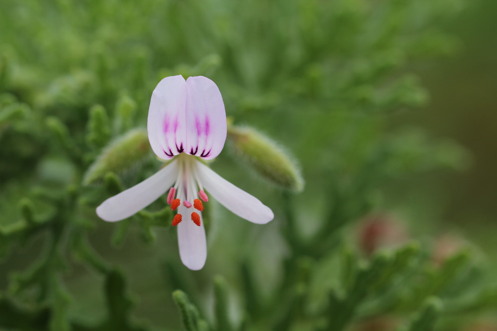Annexe GeraniumBourbonFleur.JPG
