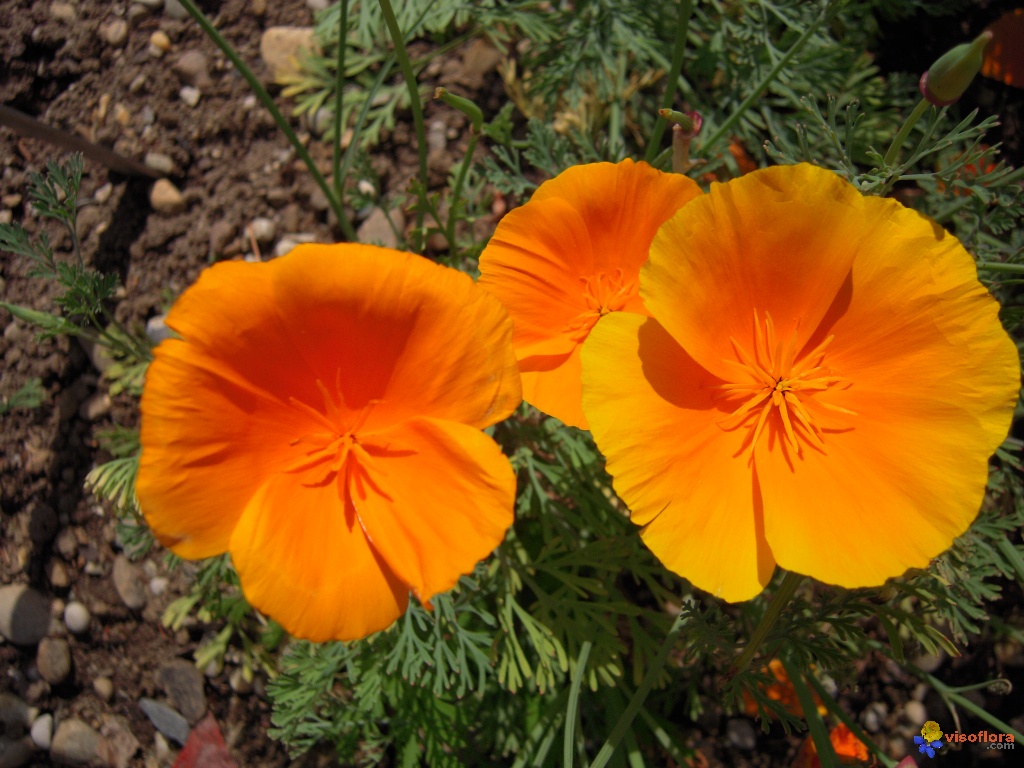 Annexe pavot-de-californie-visoflora-13873.jpg