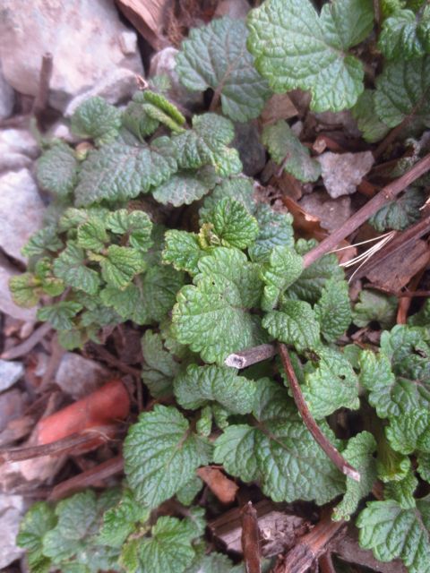 Annexe Mélisse officinale.jpg