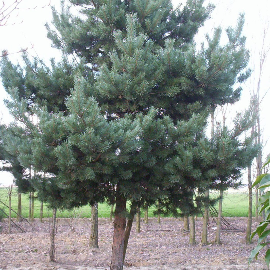 Annexe Pin Sylvestre.jpg