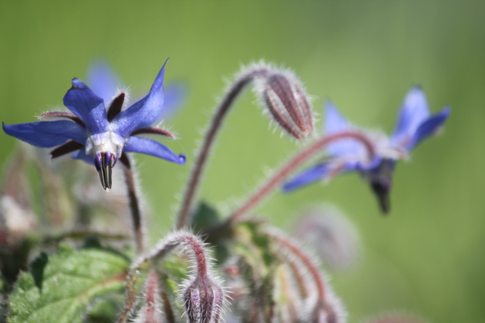 Annexe IMG_8211r.JPG