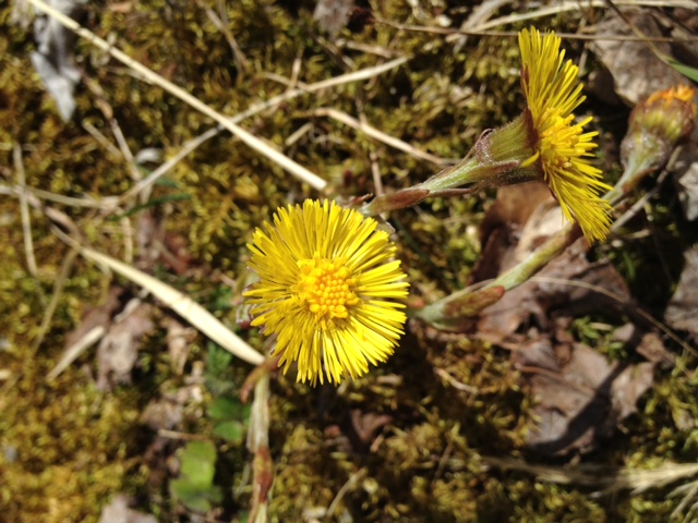 Annexe IMG_5974(1).JPG