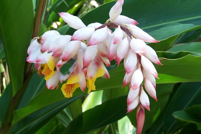 Annexe alpinia-zerumbet-800x535.jpg