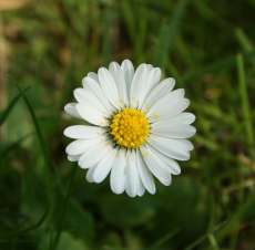 Annexe paquerette.jpg