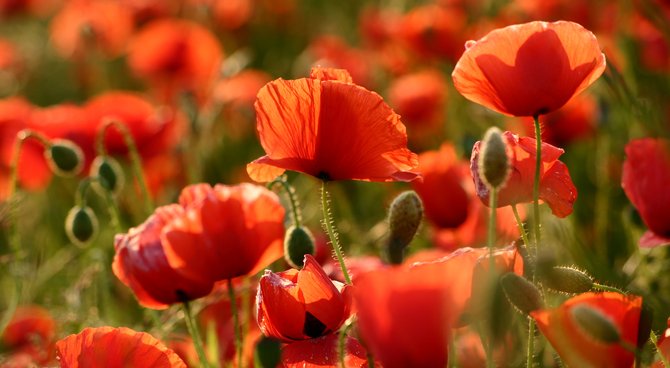 Annexe coquelicot.jpg