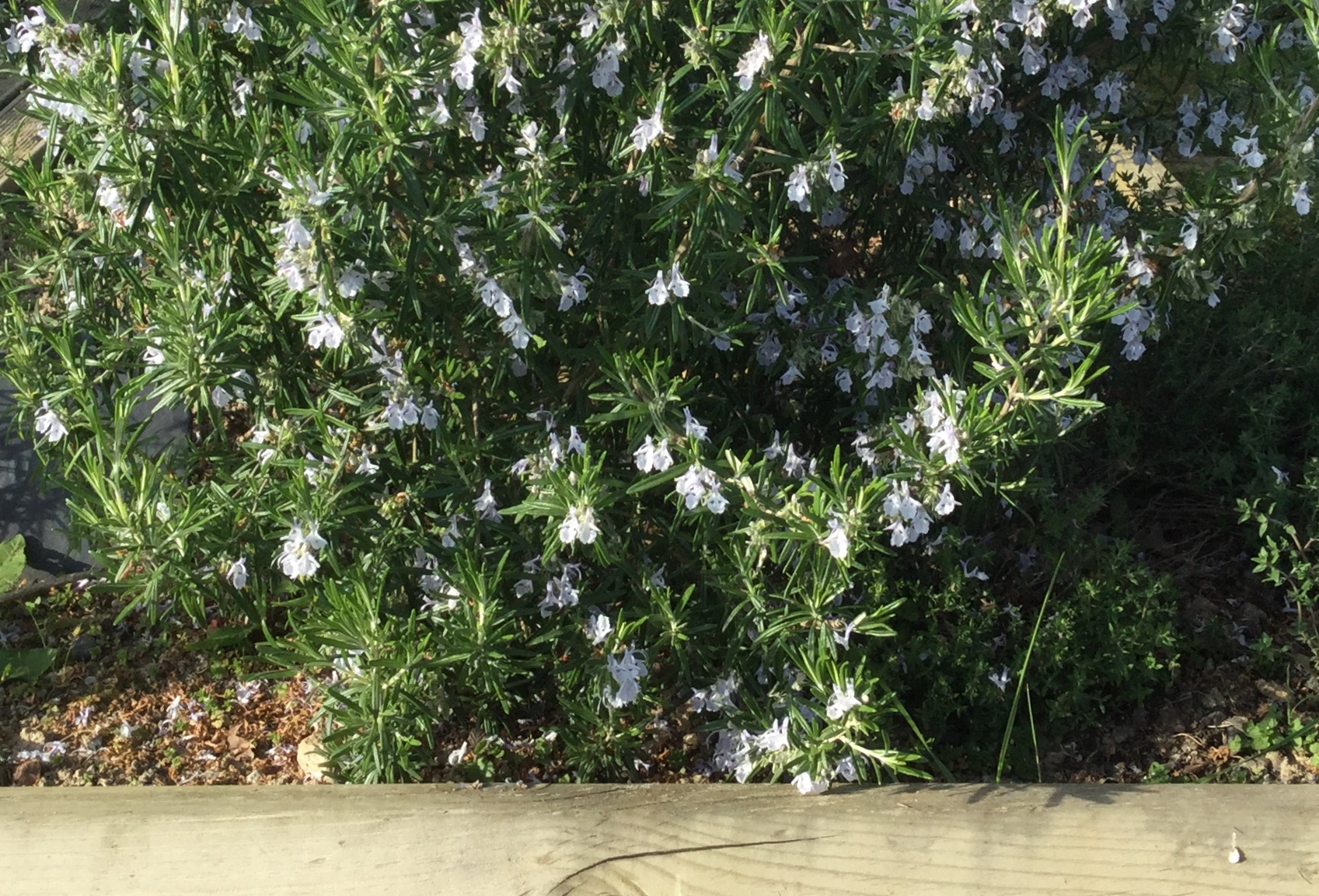 Annexe 8220F027-5C7E-457F-A8B4-A1696FB0CEF2.jpeg