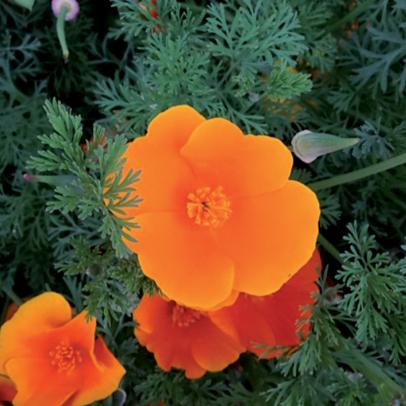 Annexe plantes_0017_Pavot-de-Californie.jpg