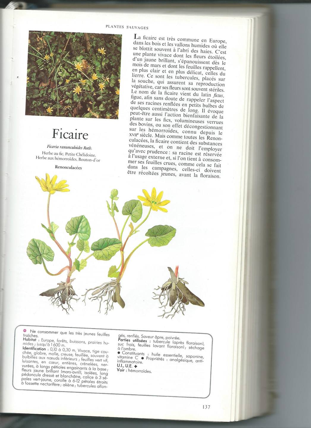 Annexe Herbe aux Hémorroides.jpg