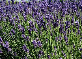 Annexe Lavandula angustifolia.JPG