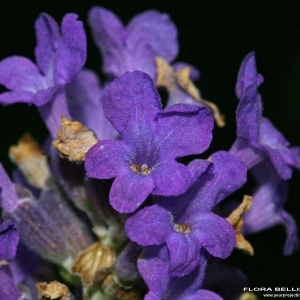Annexe Lavandula angustifolia_tela.jpg