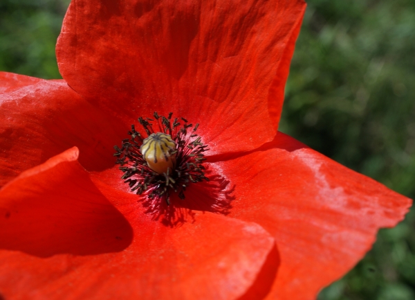 Annexe coquelicot.jpg