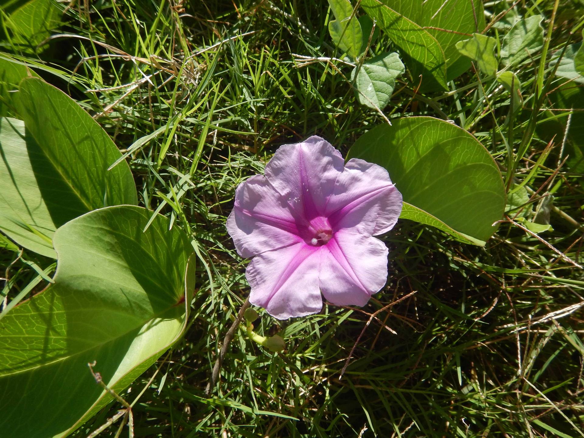 Annexe DSCN7492bis.jpg