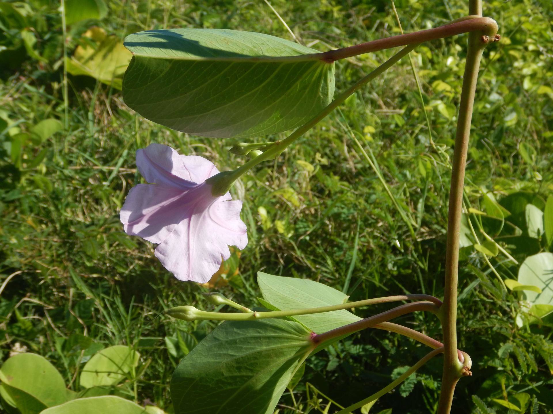 Annexe DSCN7496bis.jpg