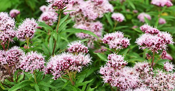 Annexe Valerian5.jpg