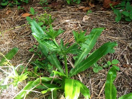 Annexe chardonbeni2.jpg