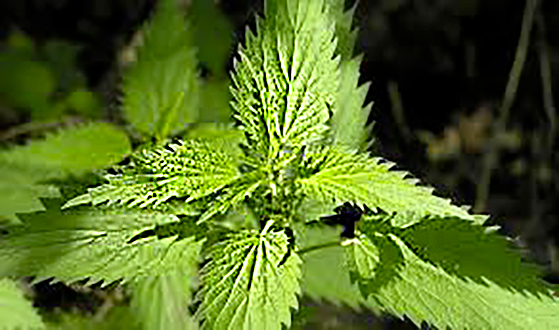 Annexe grande ortie.jpg