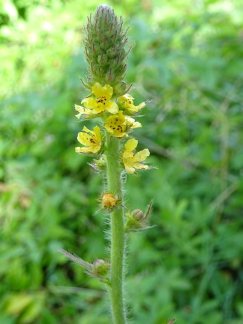 Annexe Agrimonia eupatoria.JPG