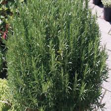 Annexe romarin 2.jpg