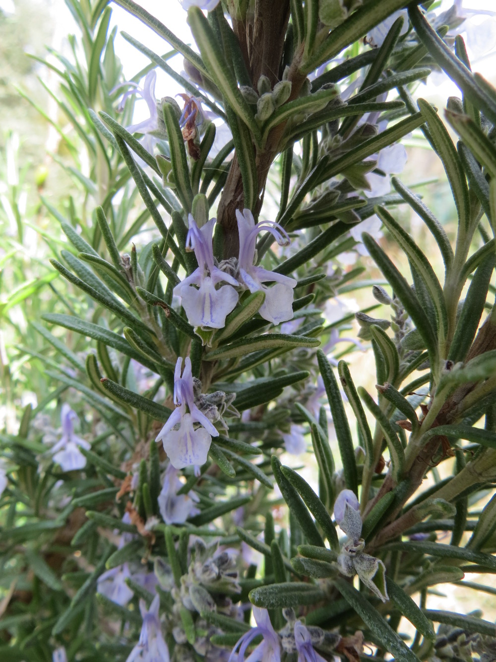 Annexe Rosmarinus officinalis, jardin Levat en mars.JPG
