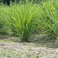 Annexe citronelle.jpg