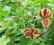 Annexe KINKELIBA.jpg