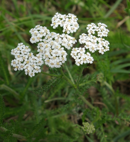 Annexe Achillea millefolium L.
