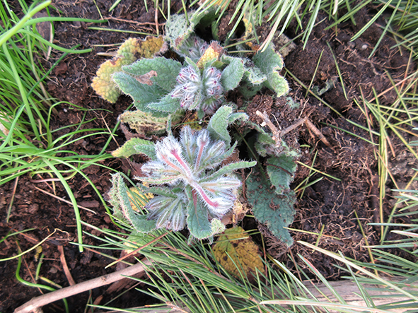 Annexe Bourrache_opt.jpg