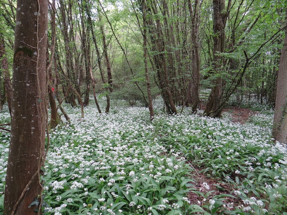 Annexe Ail des ours  Loire red red(2).jpg