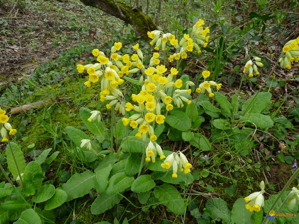 Annexe primevere-officinale-.jpg