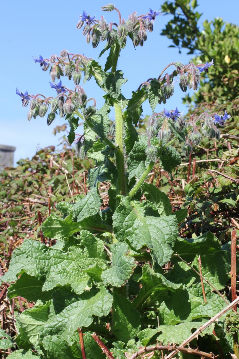 Annexe bourrache.jpg