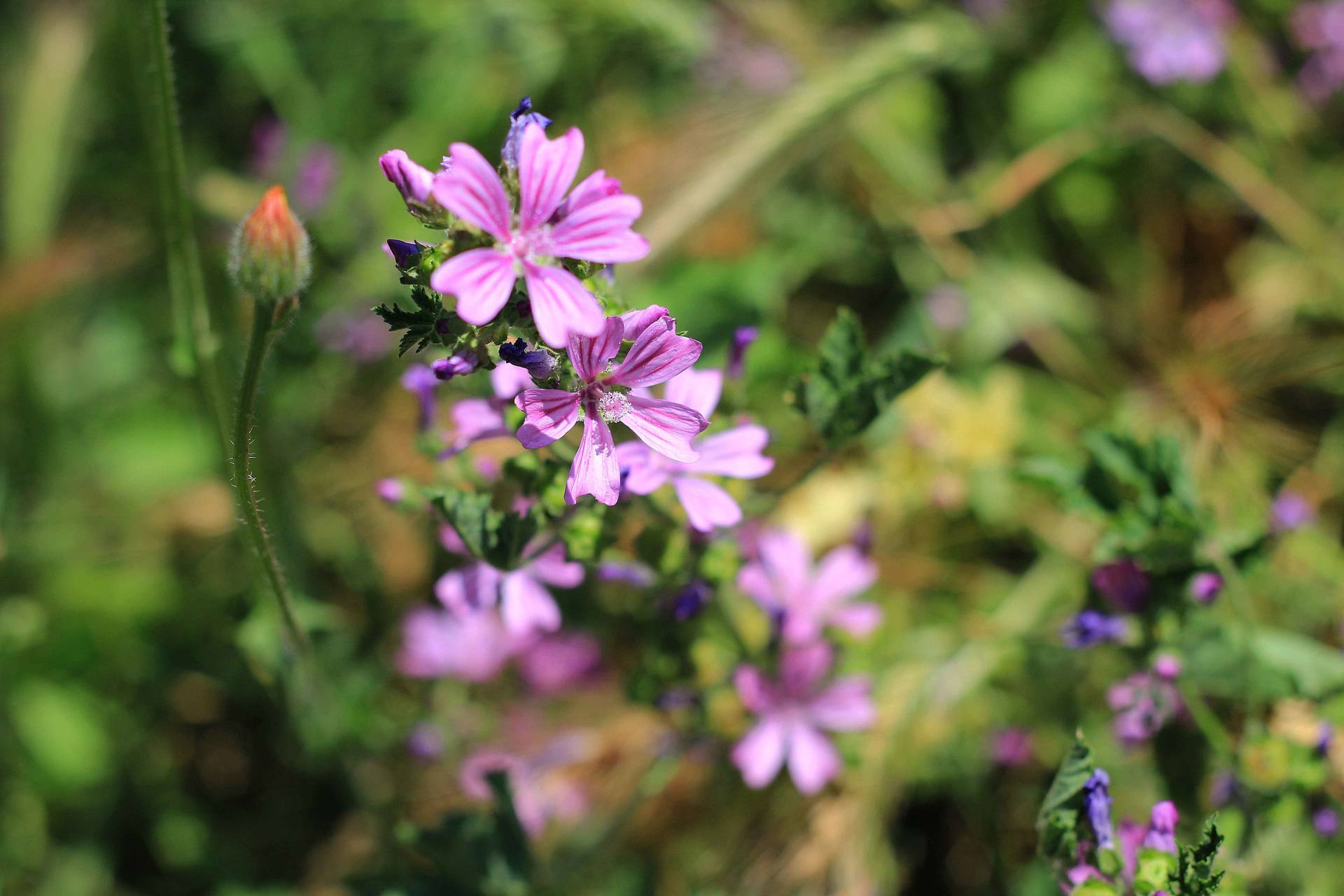 Annexe IMG_6394 copie.JPG