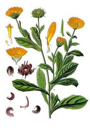 Annexe 290px-Calendula_officinalis_-_Köhler–s_Medizinal-Pflanzen-024-2.jpg