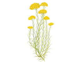 Annexe helichryse.jpg