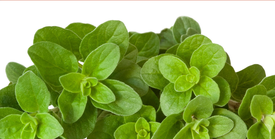 Annexe origan-big.jpg