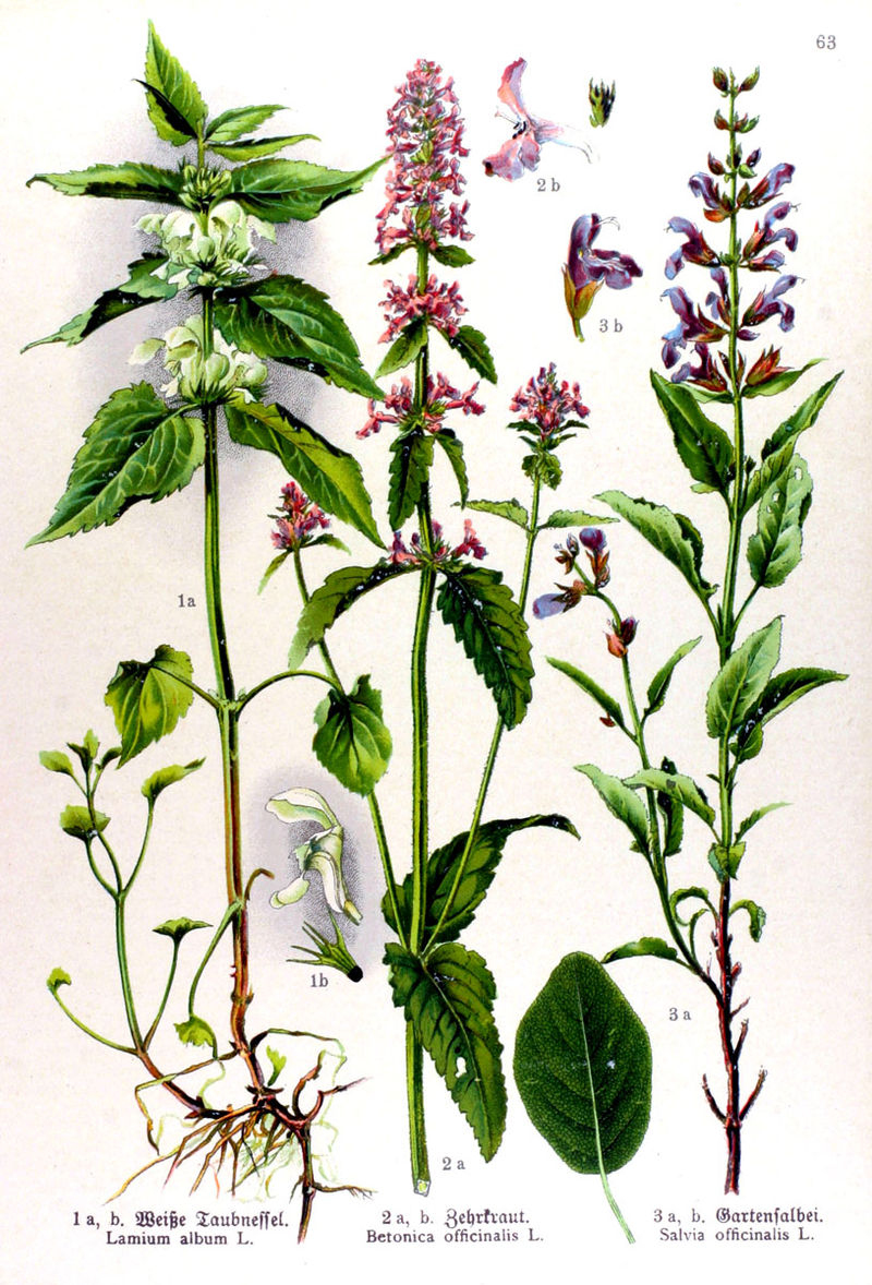 Annexe Betonica_officinalis.jpg