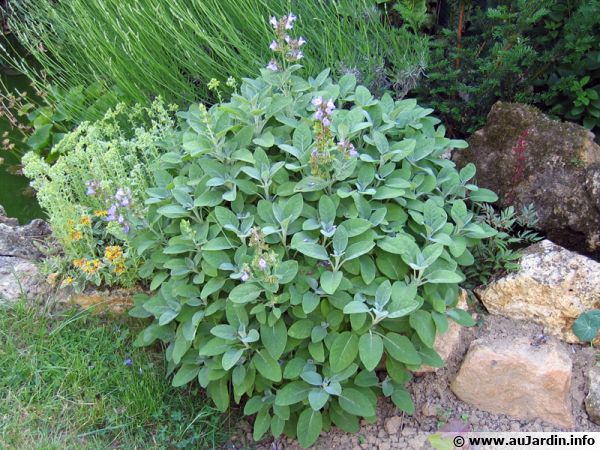 Annexe salvia-officinalis-600x450.jpg