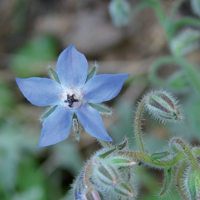 Annexe Bourrache.jpg