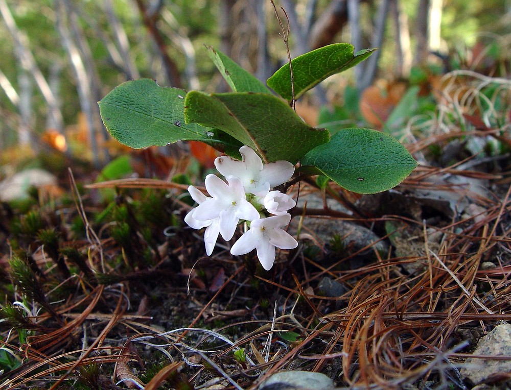 Annexe epigaea-repens-fl-ahaines-b.jpg