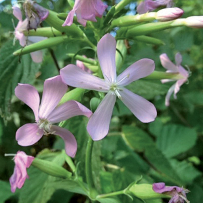 Annexe Saponaire.jpg