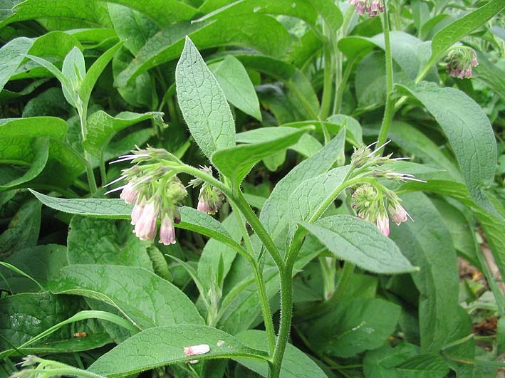 Annexe 95969879_o.png.jpeg