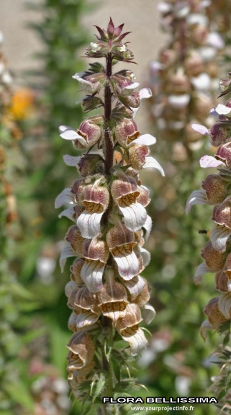 Annexe img 000177290L.jpg