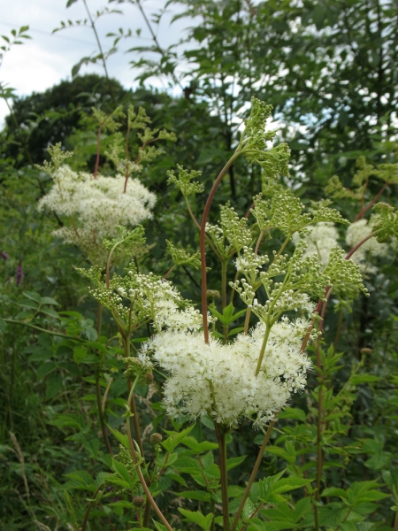 Annexe photo de reine des prés.jpg