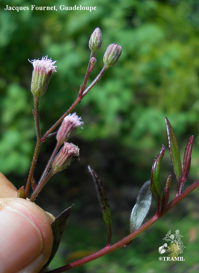 Annexe ayapanaytriplinervisjfftk.jpg